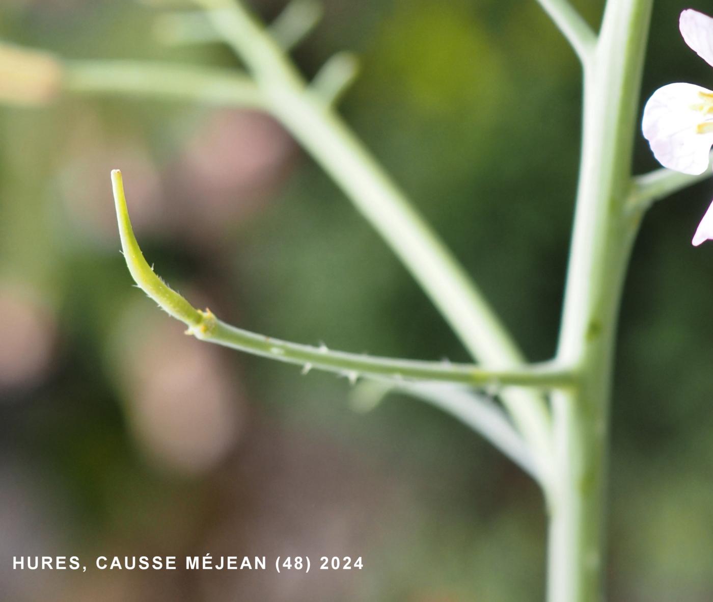 Radish, Cultivated fruit